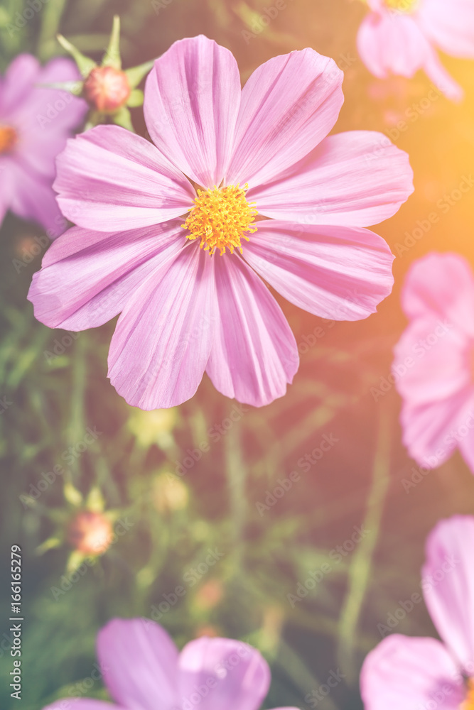 Closeup pink beauty cosmos flowers with bright sunlight. Vintage effect tone.