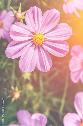 Closeup pink beauty cosmos flowers with bright sunlight. Vintage effect tone. © kdshutterman