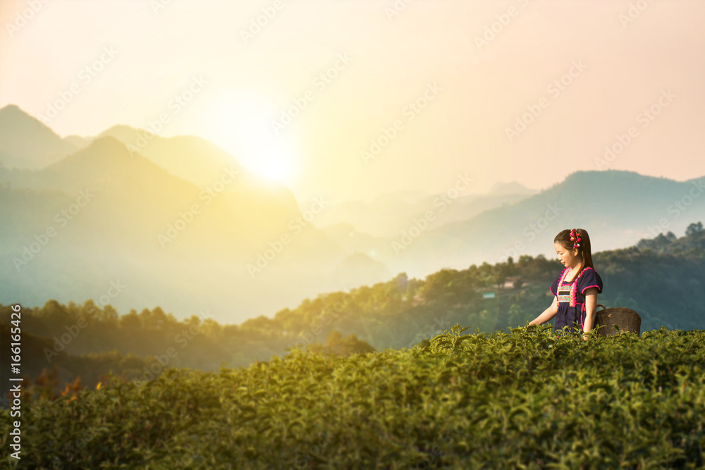 Tribes at tea leaf plantation fields in morning, Hill tribe in beautiful costume dress. Asian farmer harvest tea leaves in rainy season with sunrise and mountain background,Traditional tribal culture.