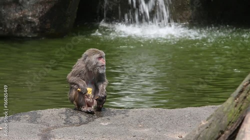 An adult Formosan rock macaque sitting on the ground and eating leaf from a tree at the Taiwan  in Taipei, background a waterfall -Dan photo