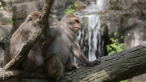 An adult Formosan rock macaque grooms a juvenile, sitting on the tree and grooming, background a waterfall  photo