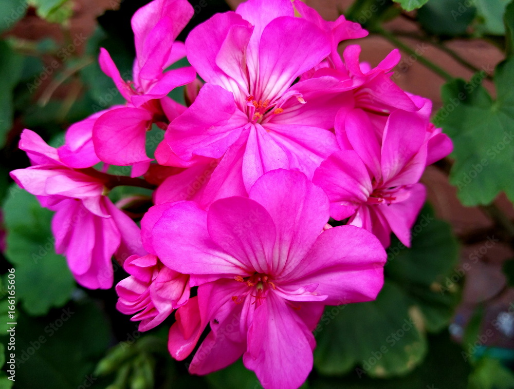  Pink geranium flower, macro view (horizontal orientation)