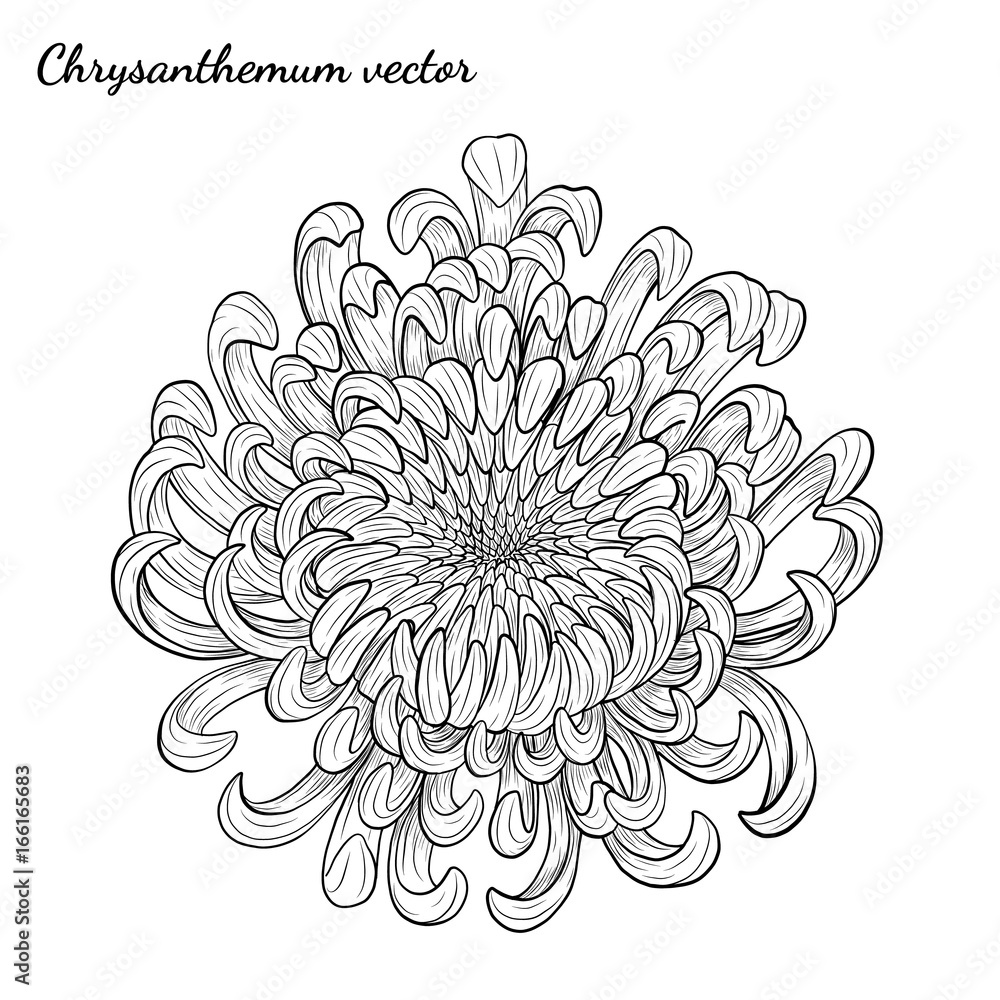 Chrysanthemum vector on white background.Chrysanthemum flower by hand drawing.Floral tattoo highly detailed in line art style. Chrysanthemum vector on white background.Chrysanthemum flower by hand drawing.Floral tattoo highly detailed in line art style.