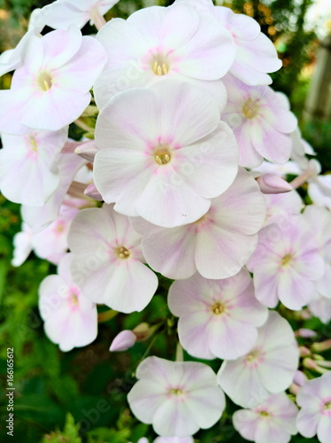 White phlox flowers bunch, macro view (vertical photography)