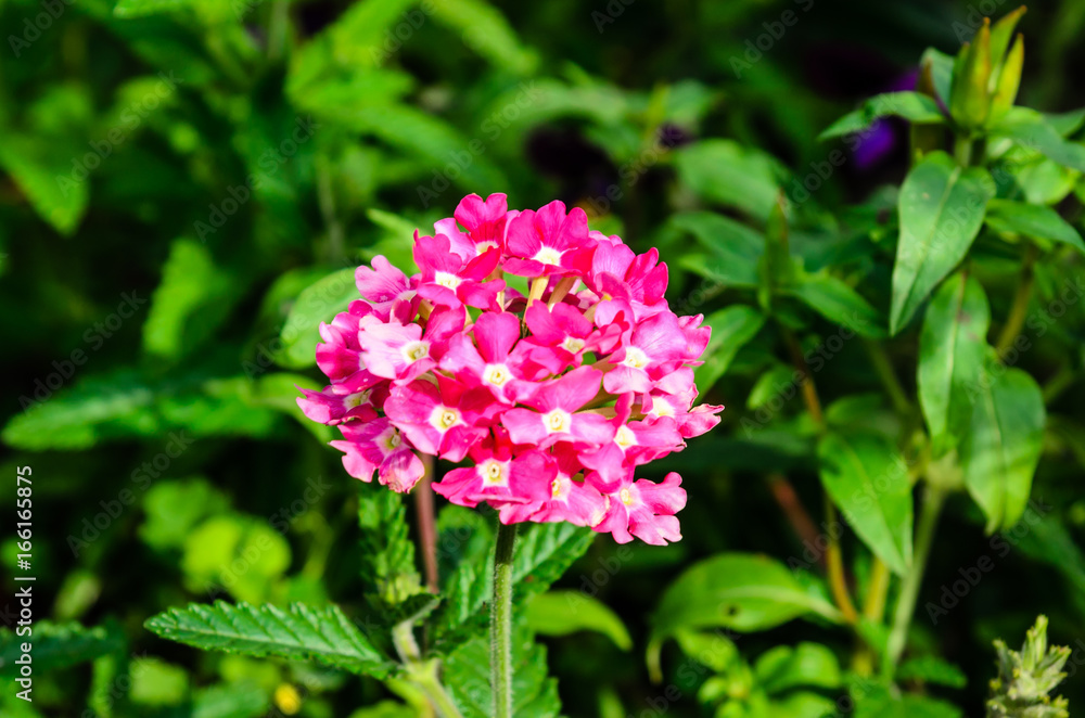 Pink phlox flower on a flowerbed in garden Pink phlox flower on a flowerbed in garden