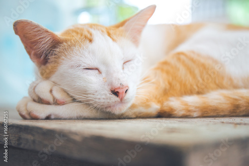 White Cat Orange sleeping on a wooden desk.