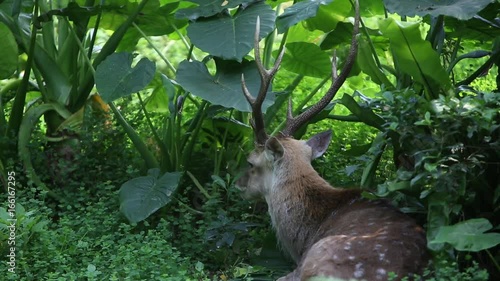 An adult Male Cervus Nippon resting lying among the trees and forest plants at a day hot summer, Sika Deer at the Taiwan  in Taipei -Dan photo