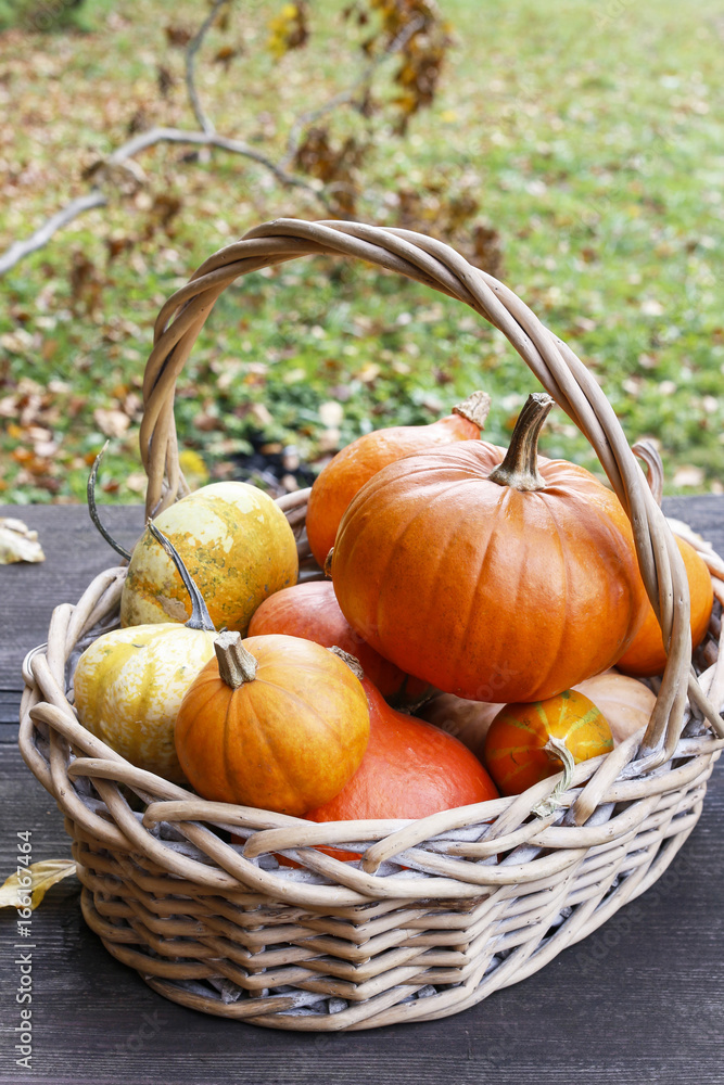 Basket with pumpkins. Basket with pumpkins.