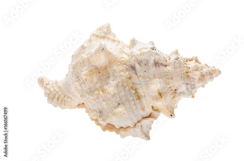 Seashell on white isolated background