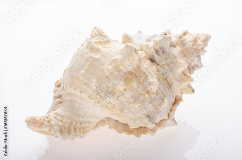 Seashell on white isolated background