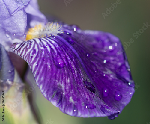 Fototapeta Naklejka Na Ścianę i Meble -  Raindrops on a flower of iris