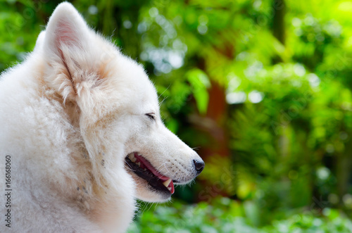 white dog sleep on ground