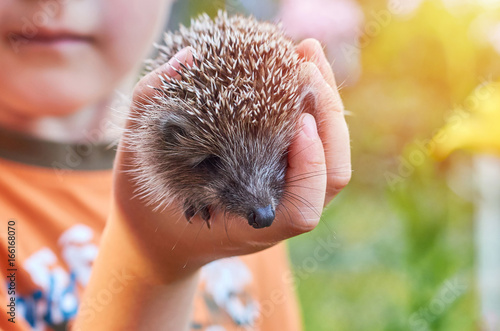 child holding small heeled hedgehog, nature care concept, sunlight photo