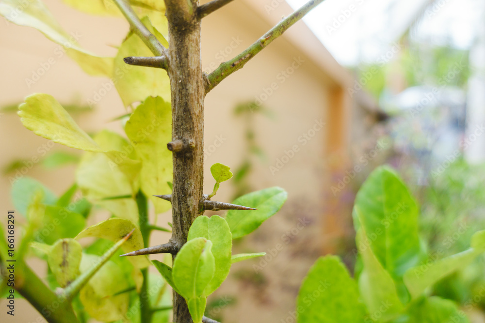 thorn of bergamot tree
