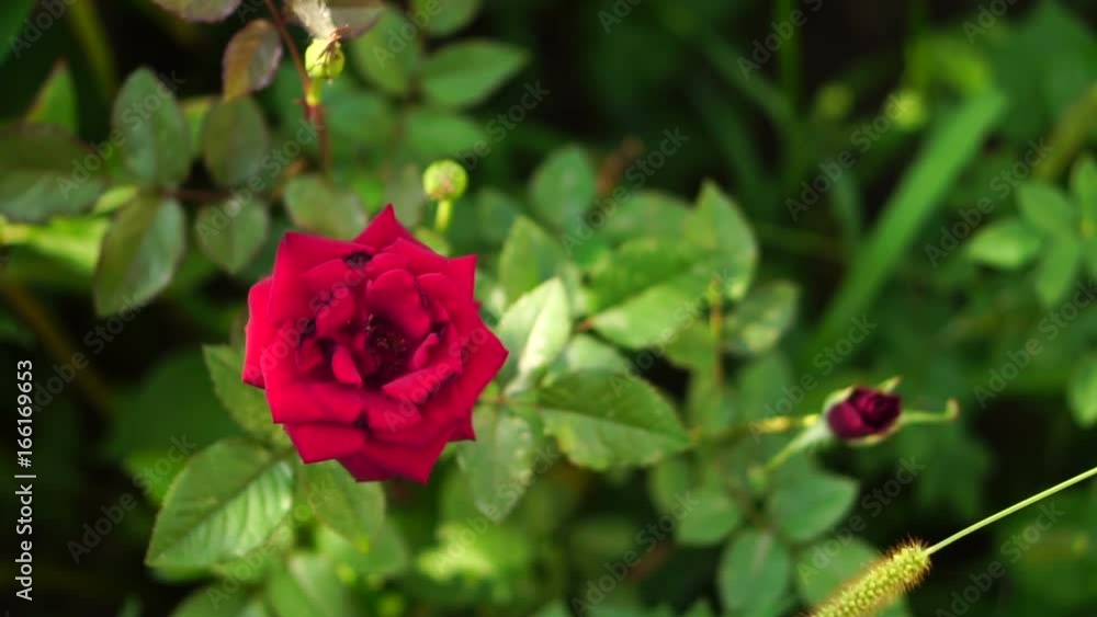 bud of red rose swaying in the wind. Slow motion bud of red rose swaying in the wind. Slow motion