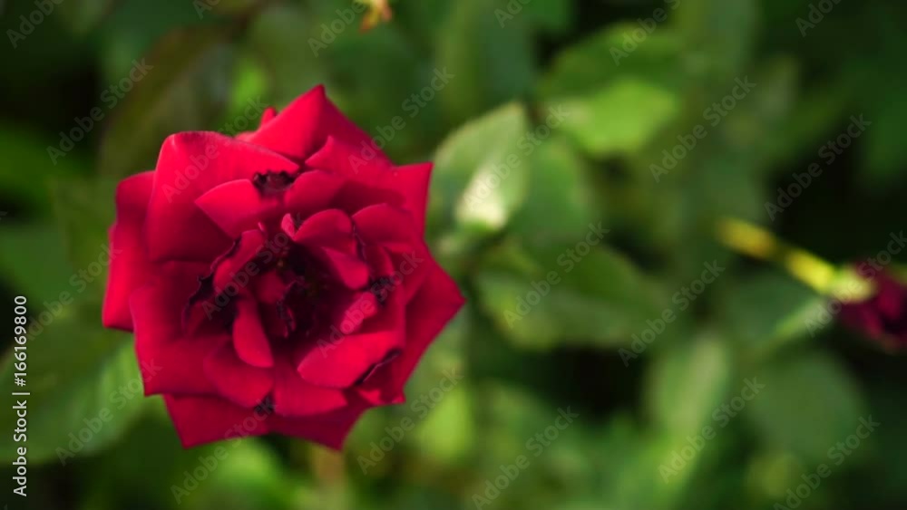 bud of red rose swaying in the wind. Slow motion bud of red rose swaying in the wind. Slow motion