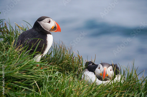 Atlantic Puffin in Latrabjarg cliffs, Iceland. photo