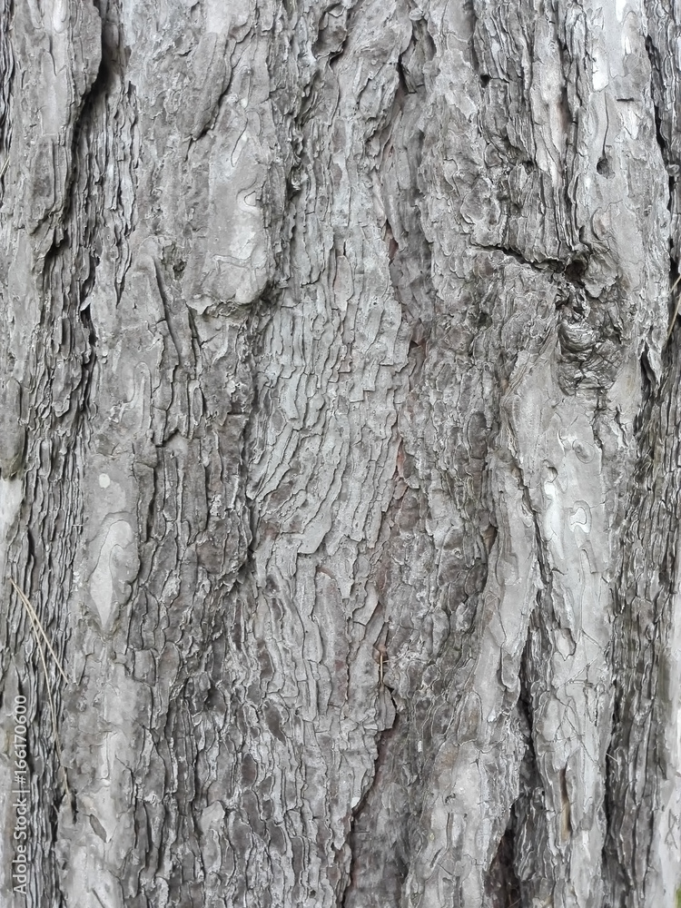 Obraz premium maritime pine bark used as background texture