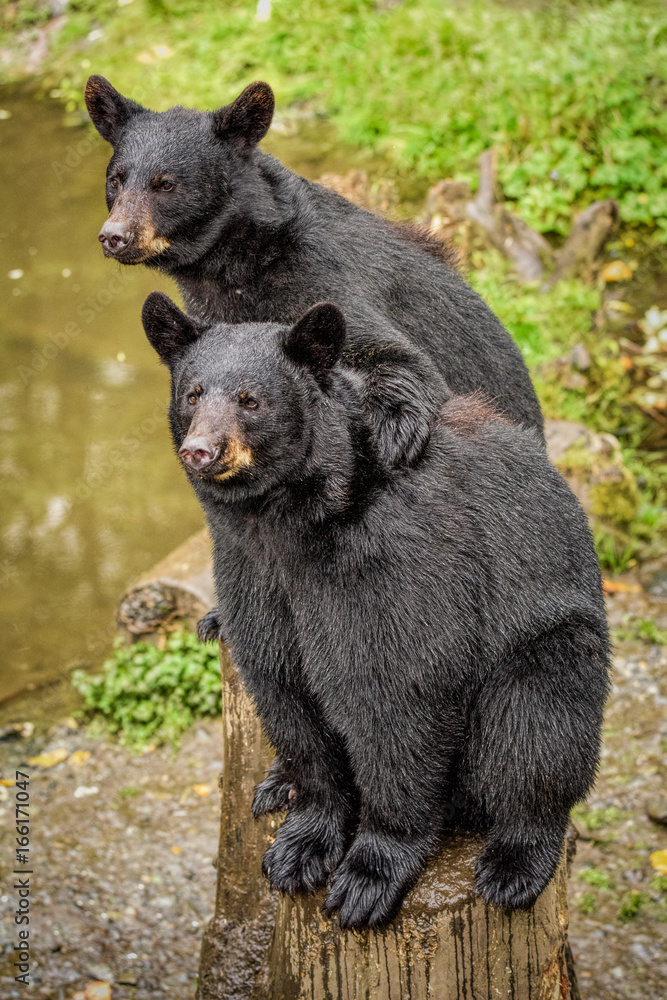 Fototapeta premium Brother Bear