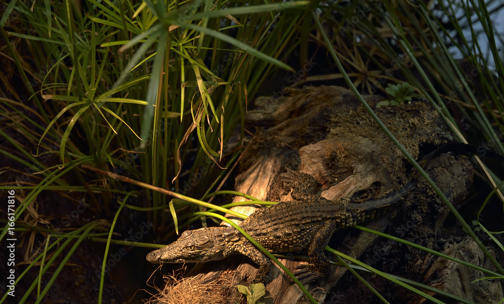 Baby crocodile resting Baby crocodile resting