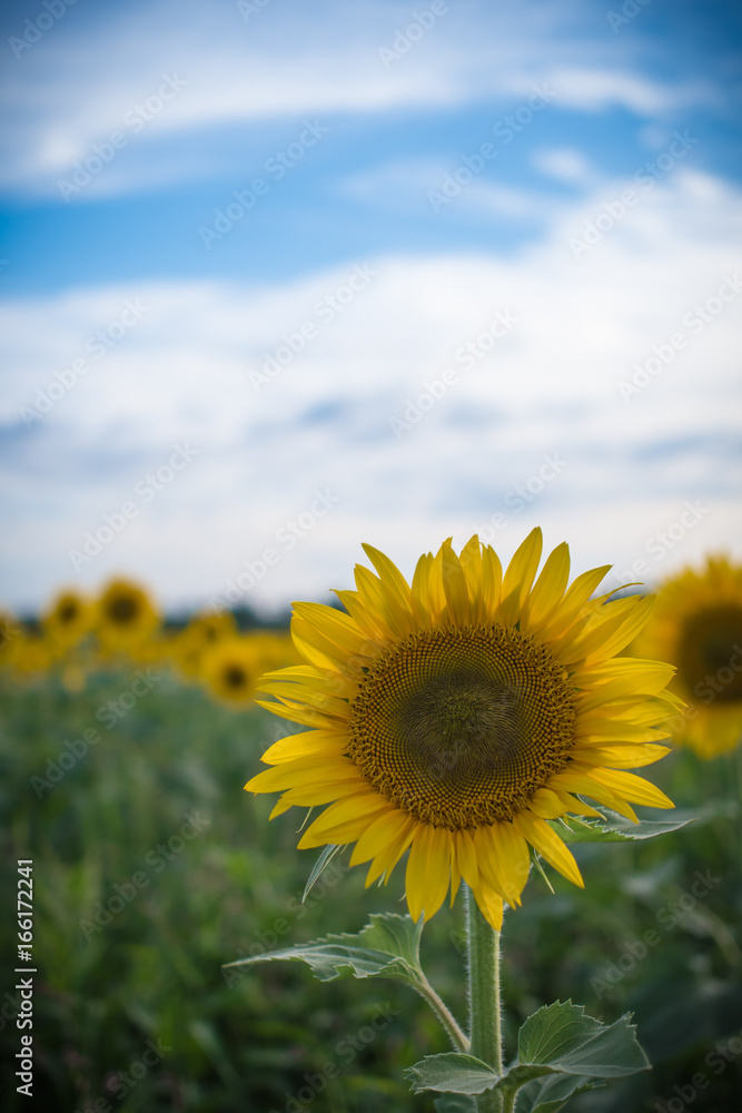 Fototapeta premium 向日葵