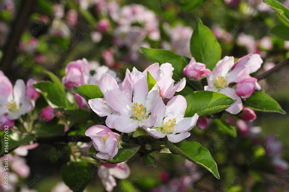 Chinese flowering crab-apple blooming Chinese flowering crab-apple blooming