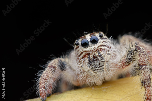 Fototapeta Naklejka Na Ścianę i Meble -  Super macro female Hyllus diardi or Jumping spider on yellow leaf