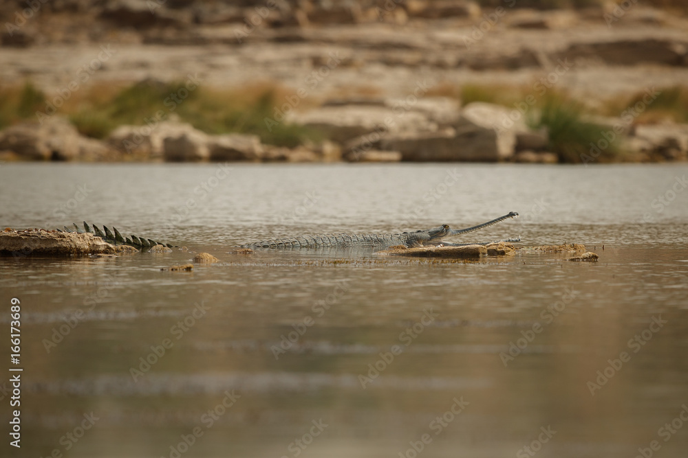 Indian gavial in the nature habitat, chambal river sanctuary, Gavialis gangeticus, very endangered species of indian wildlife, India.