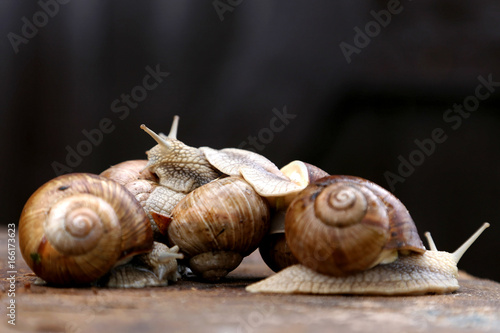 Snails in the garden on the wooden background. The snail stuck out its antennae