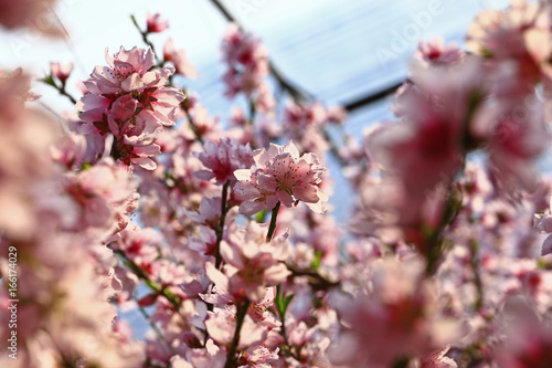 Beautiful peach blossom