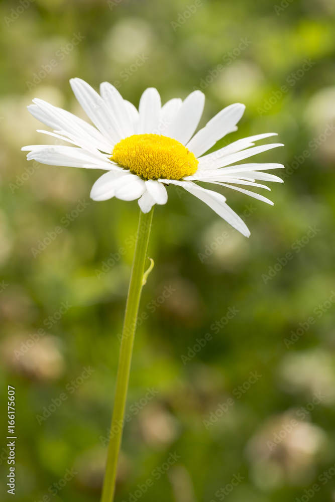Obraz premium Oxeye Daisy Flower Close Up