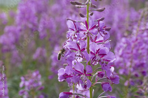 Fototapeta Naklejka Na Ścianę i Meble -  Fireweed Flowers with Bees