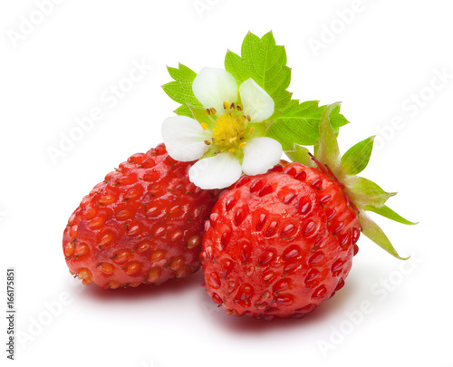 Wild strawberry isolated on white.