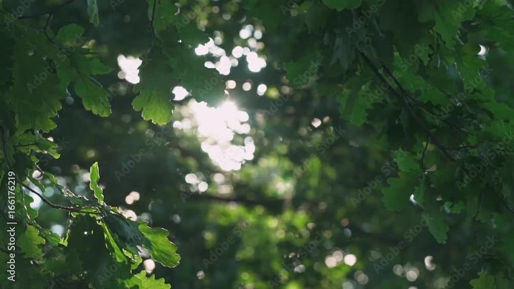 Nature, view of the branches of trees, rays of the sun make their way through the foliage of trees.
Nature, view of the branches of trees, rays of the sun make their way through the foliage of trees.