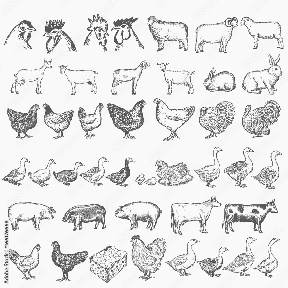 Farm animals collection vector. Hand drawn farm animals set