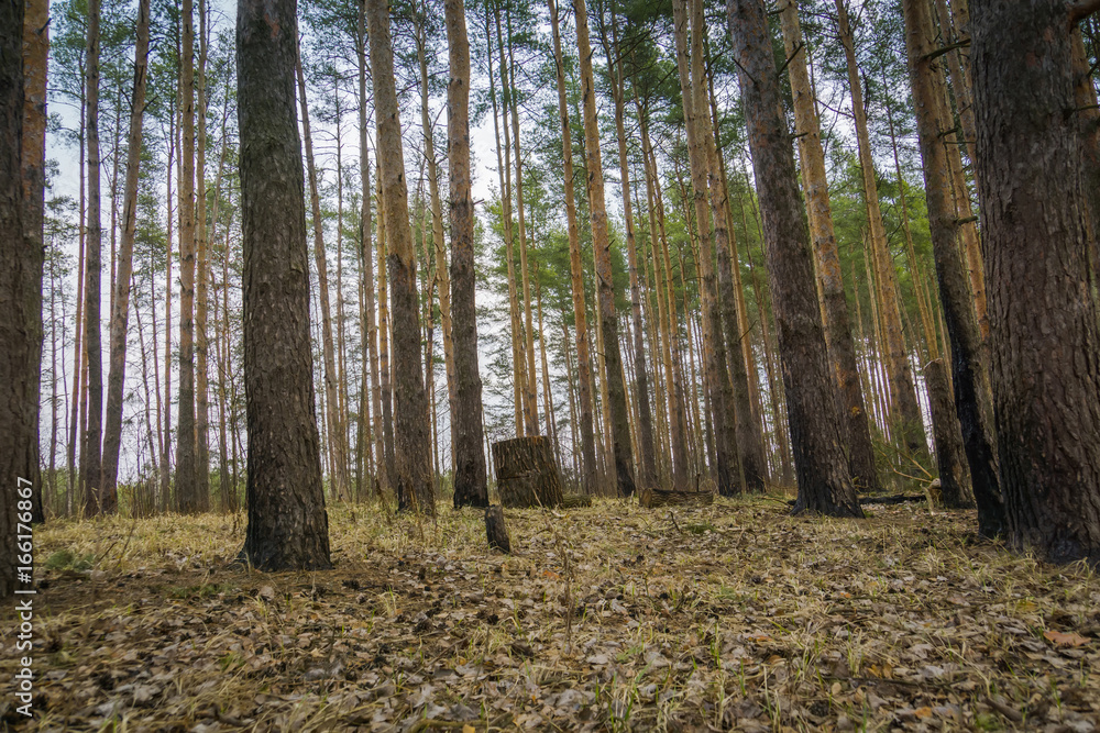 Fototapeta premium Pine Forest Spring Morning