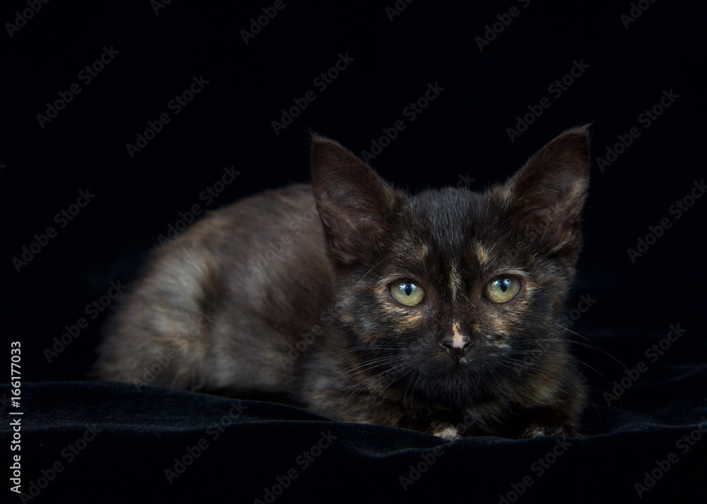 Portrait of a Tortie tabby kitten laying on a black velvet blanket looking at viewer. Copy space.