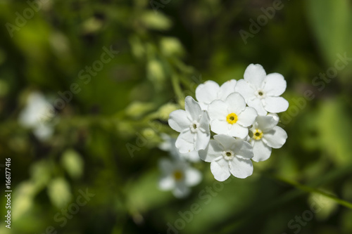 Myosotis - White Flowers of Forgetfulness.