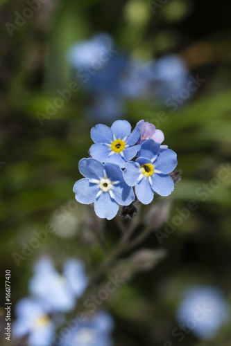 Myosotis - Blue Flowers of Forgetfulness.