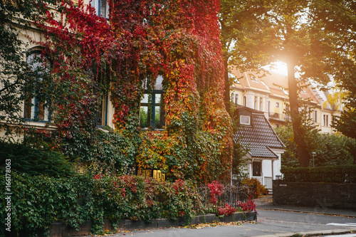 Canvas Print Autumn leaves on the wall of the house