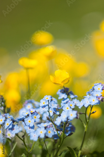 Flowers of alpine meadows