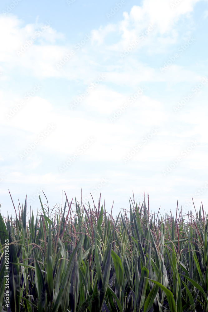 Fototapeta premium Natur