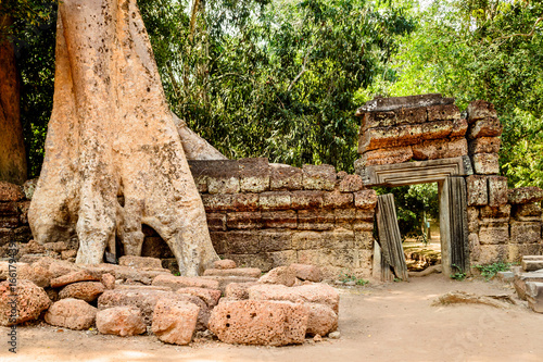 An old tree in the ancient Angkor Wat, Siem Reap, Cambodia