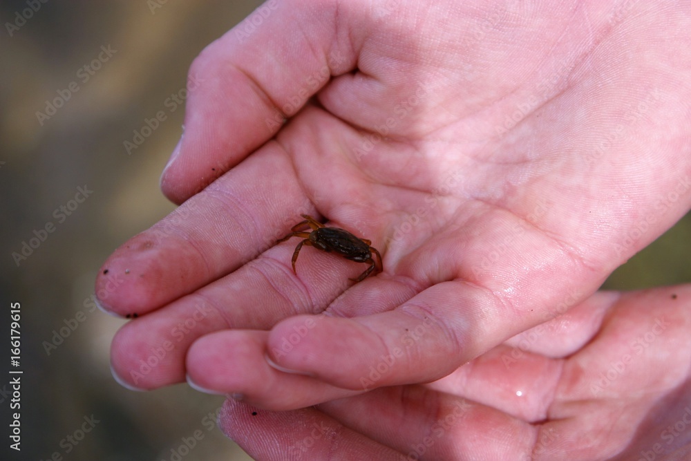 Obraz premium Tiny crab by the seaside