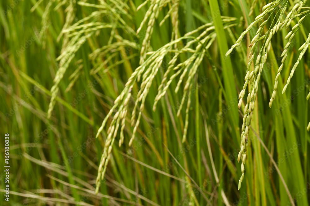 Jasmine Rice field Jasmine Rice field