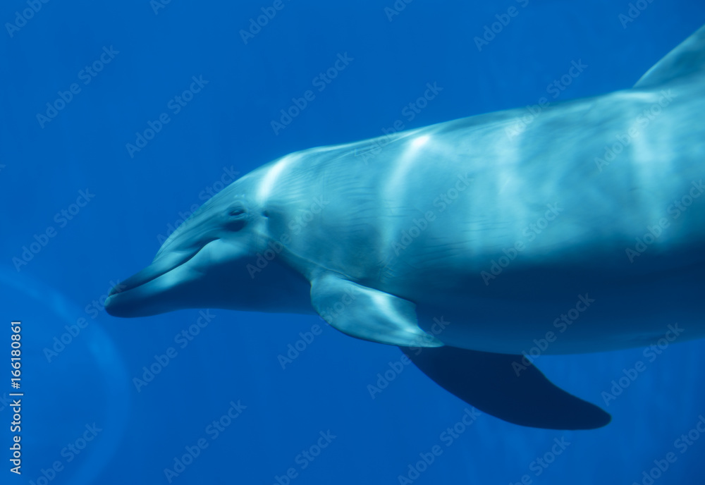 Fototapeta premium Bottlenose dolphin (tursiops truncatus), underwater view
