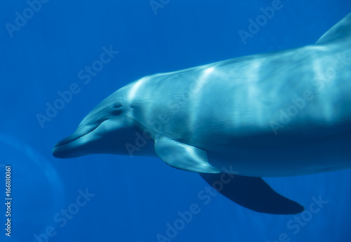  Bottlenose dolphin  tursiops truncatus   underwater view