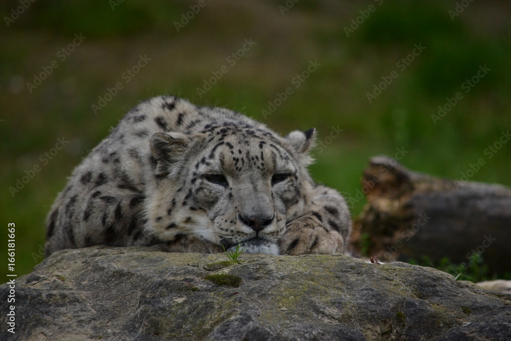 liegender Schneeleopard