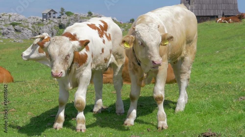 young cows grazing green meadow on Velika planina mountain in Slovenia in slow-motion hd