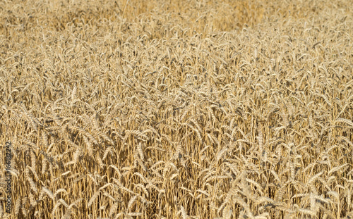 Wheat field outside the city